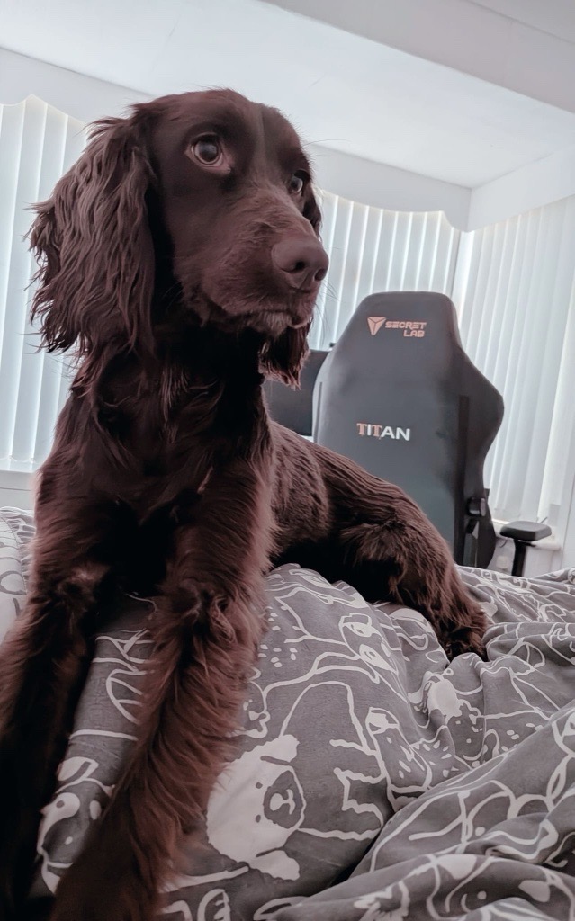 Dog relaxing on a bed