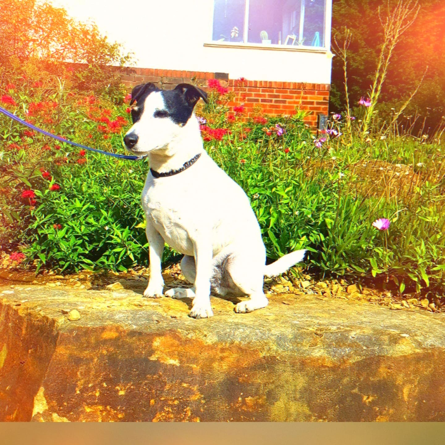 Small dog sitting outside in a garden